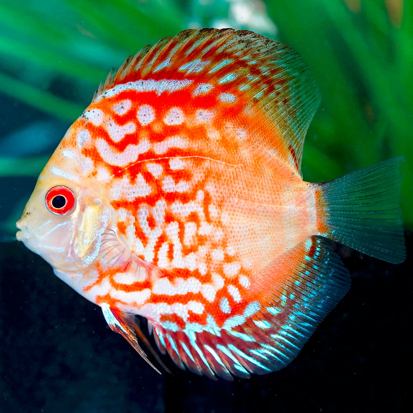 Red Pigeon Blood Discus 3" WYSIWYG