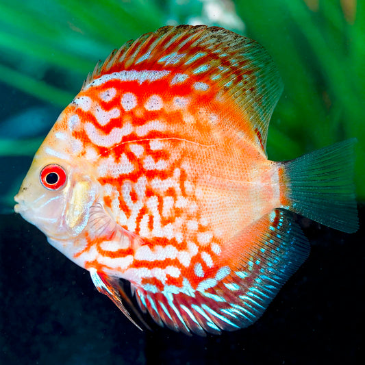 Red Pigeon Blood Discus 3" WYSIWYG