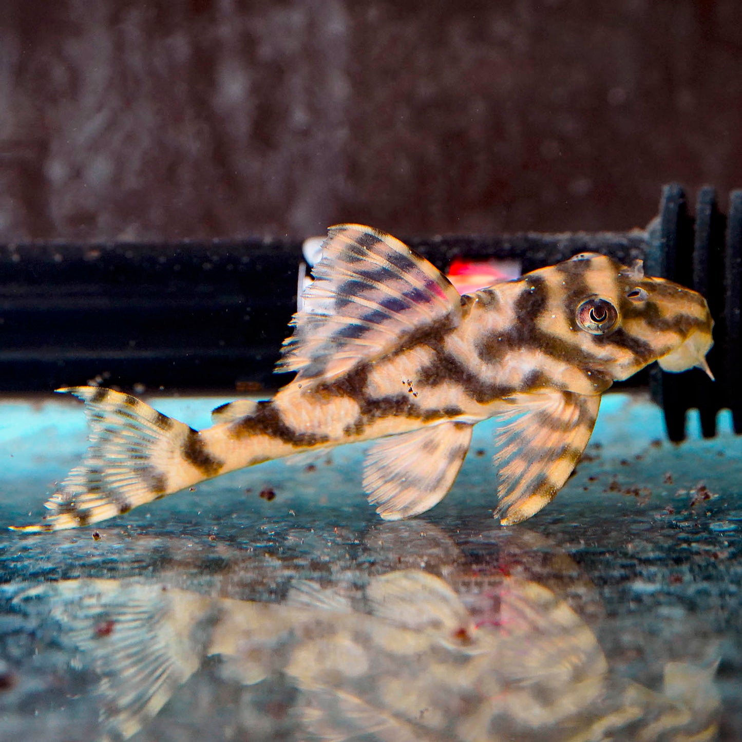 Leopard Frog (L-134) Plecostomus 3.25" WYSIWYG