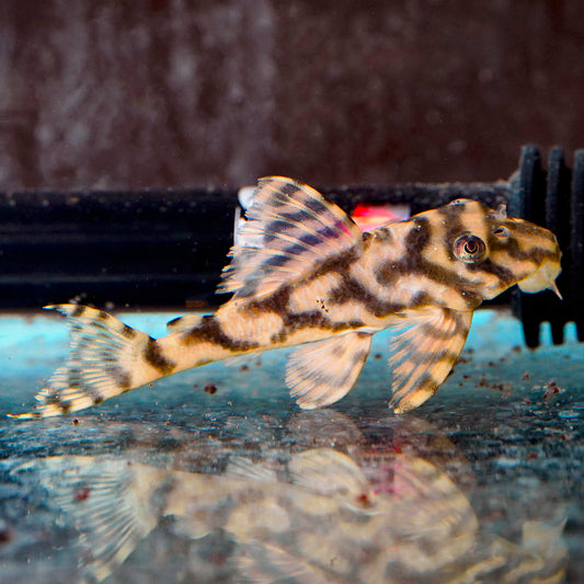 Leopard Frog (L-134) Plecostomus 3.25" WYSIWYG