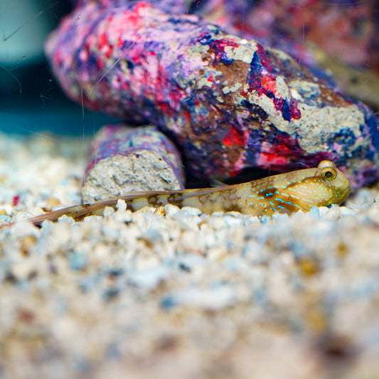 Lagoon Shrimp Goby 3.25" WYSIWYG