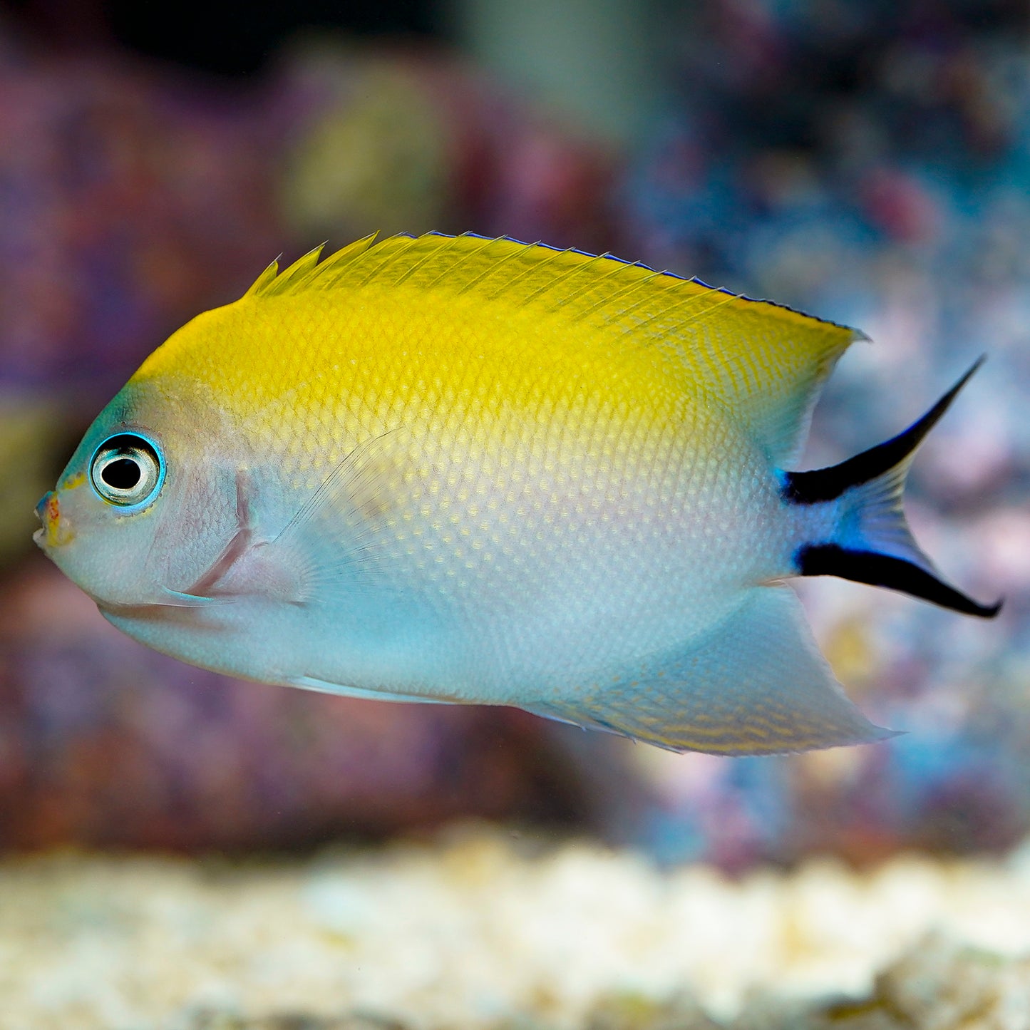 Spotbreast Angelfish 4.25" WYSIWYG