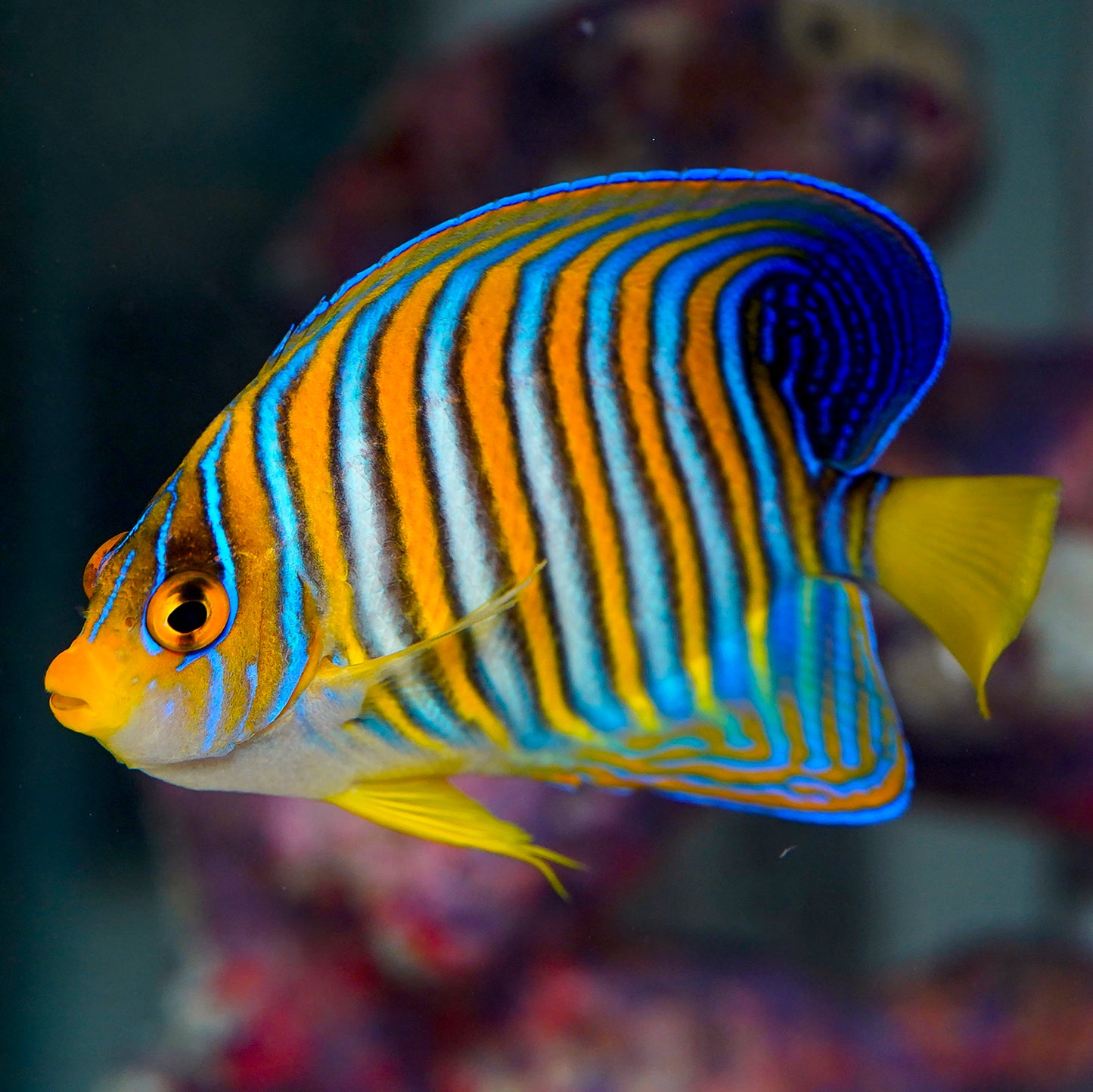 Regal Angelfish 4" EXPERT ONLY WYSIWYG