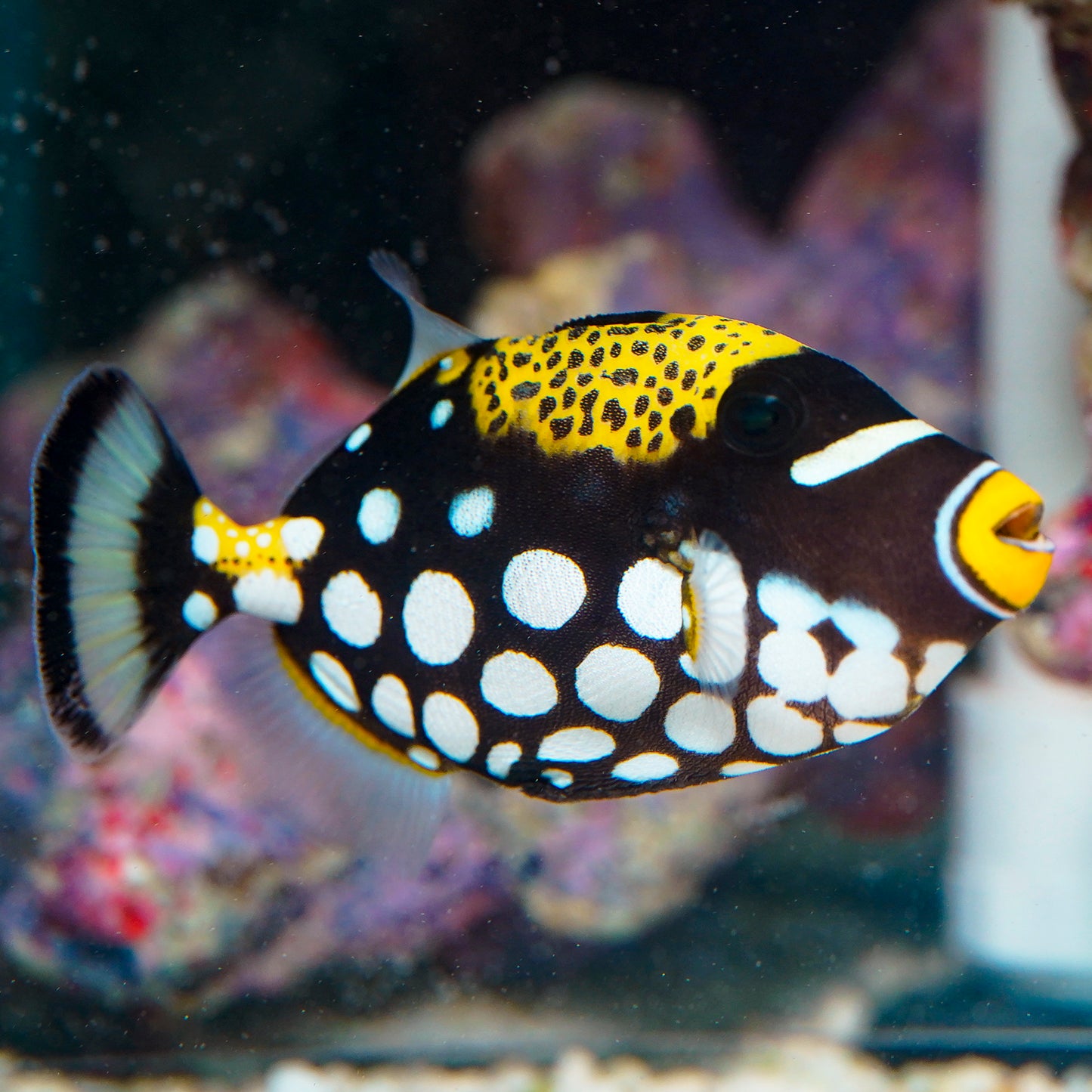 Clown Triggerfish 5.25" WYSIWYG