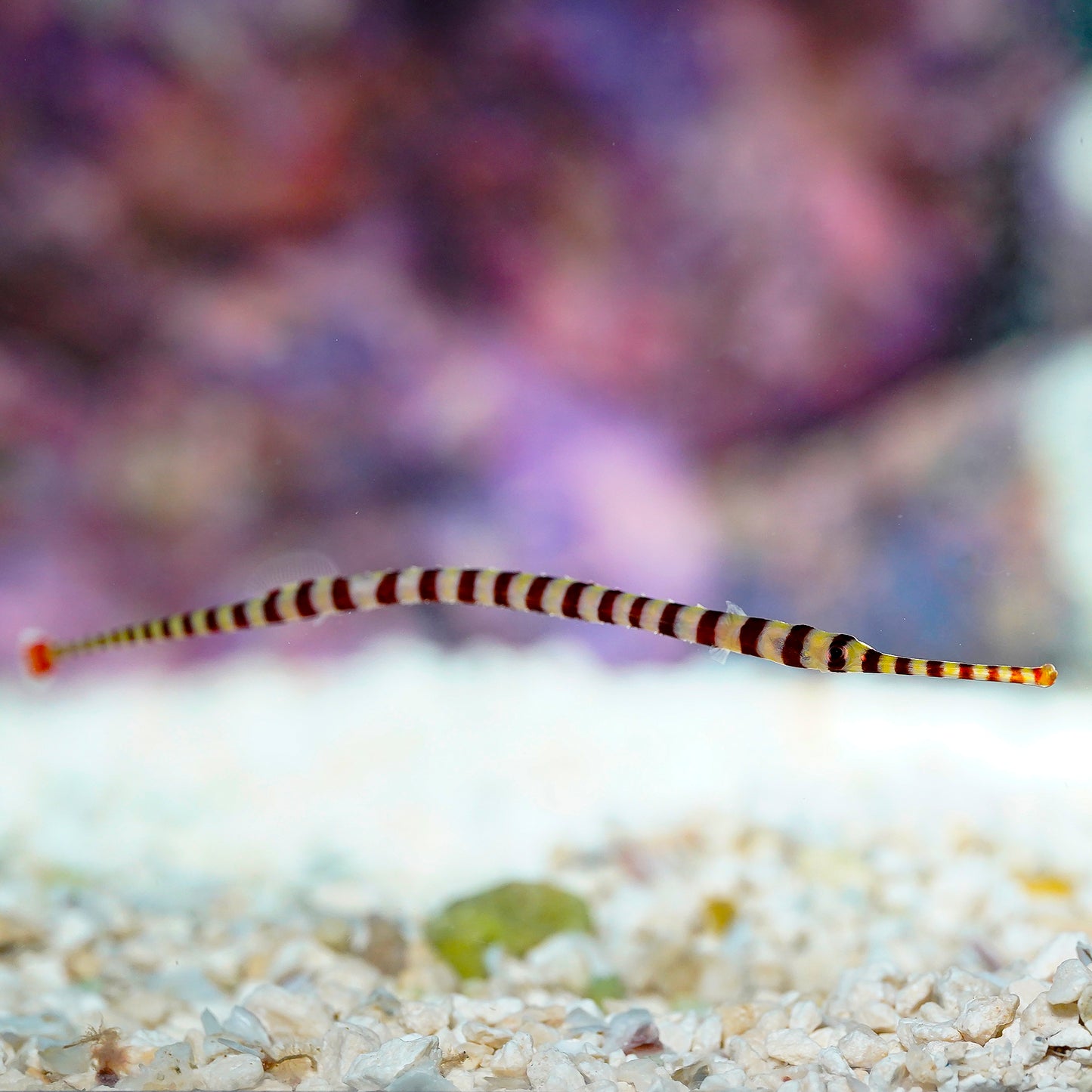 Banded Pipefish EXPERT ONLY 4.5" WYSIWYG
