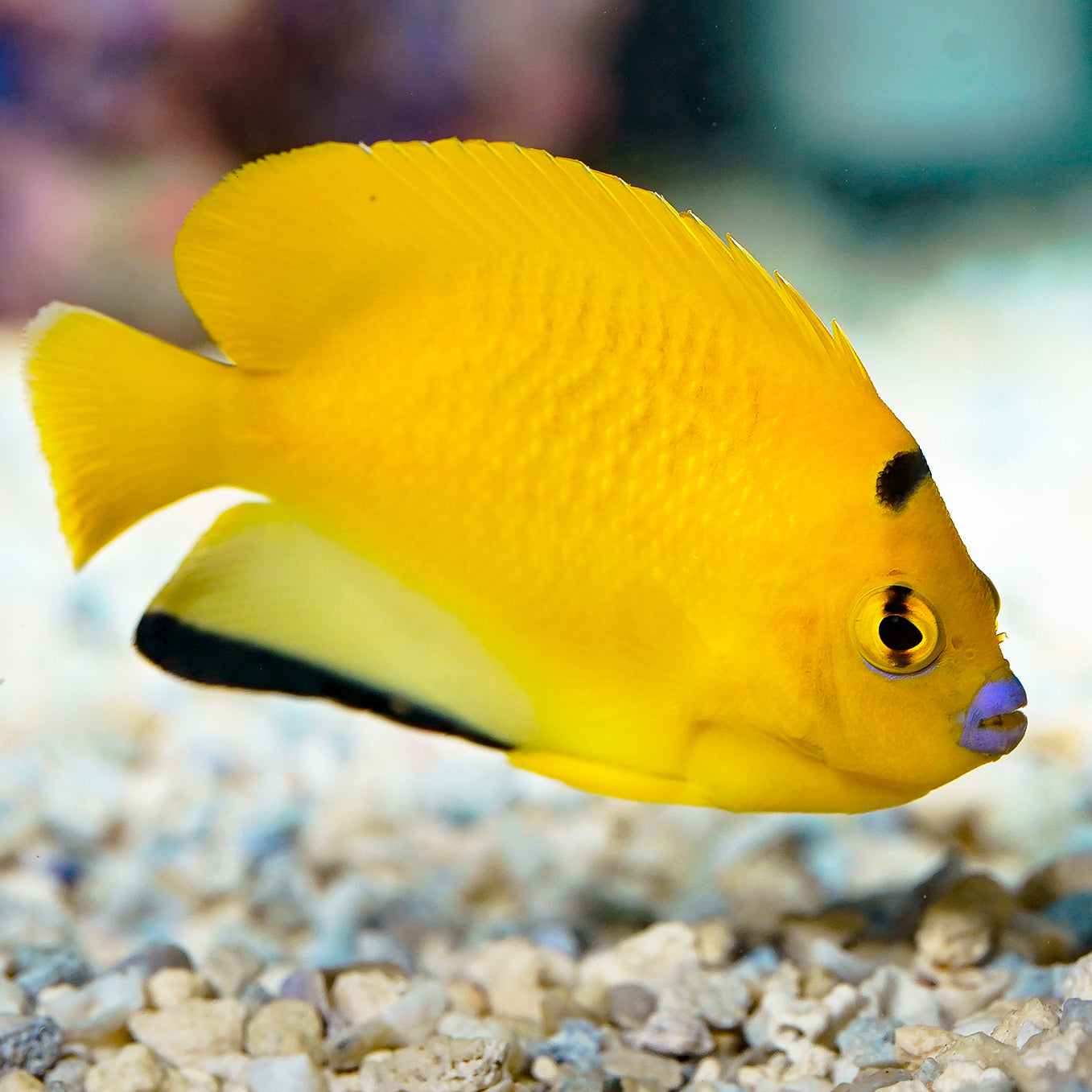 Flagfin Angelfish 2.75" WYSIWYG