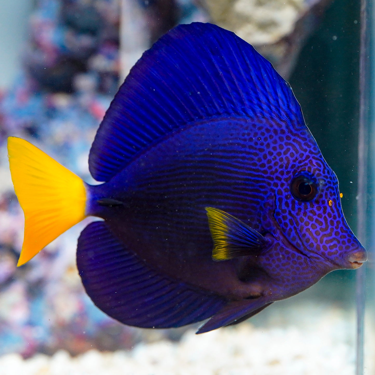 Purple Tang 4.75" WYSIWYG