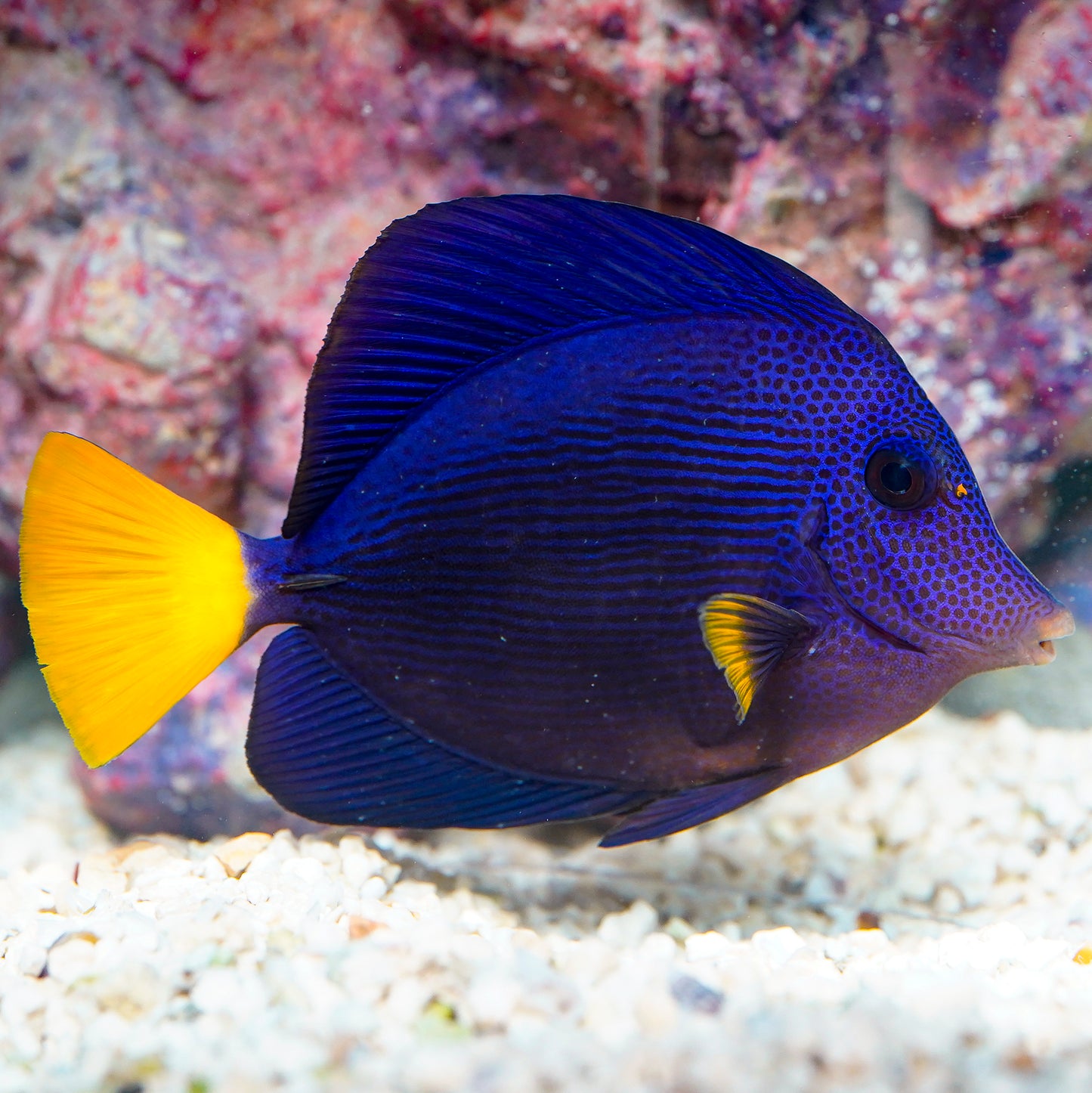 Purple Tang 5" WYSIWYG