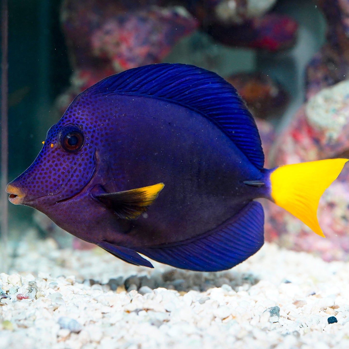 Purple Tang 5.75" WYSIWYG