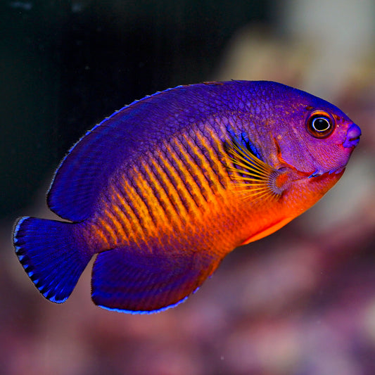 Coral Beauty Angelfish 3.5" WYSIWYG