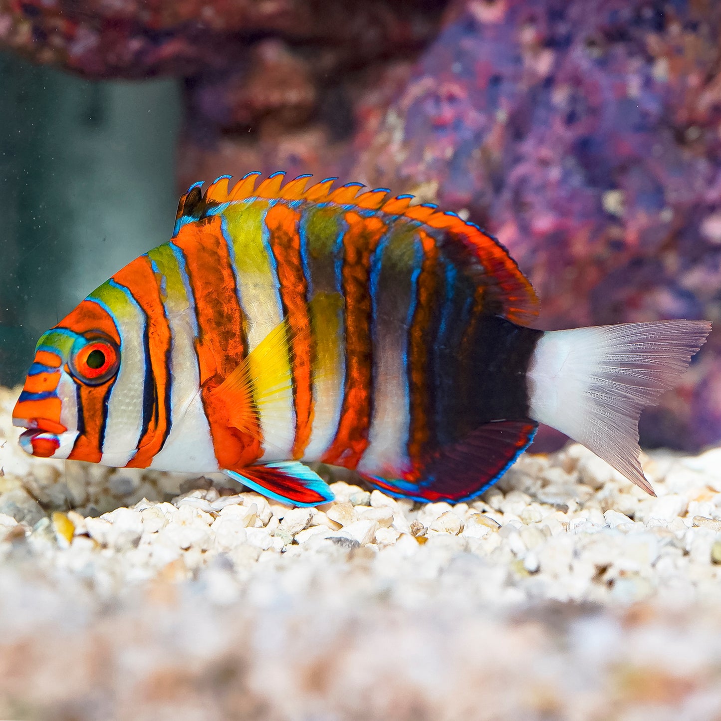 Harlequin Tusk 5" WYSIWYG