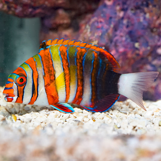 Harlequin Tusk 5" WYSIWYG