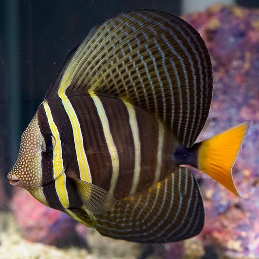 Sailfin Tang 4.25" WYSIWYG