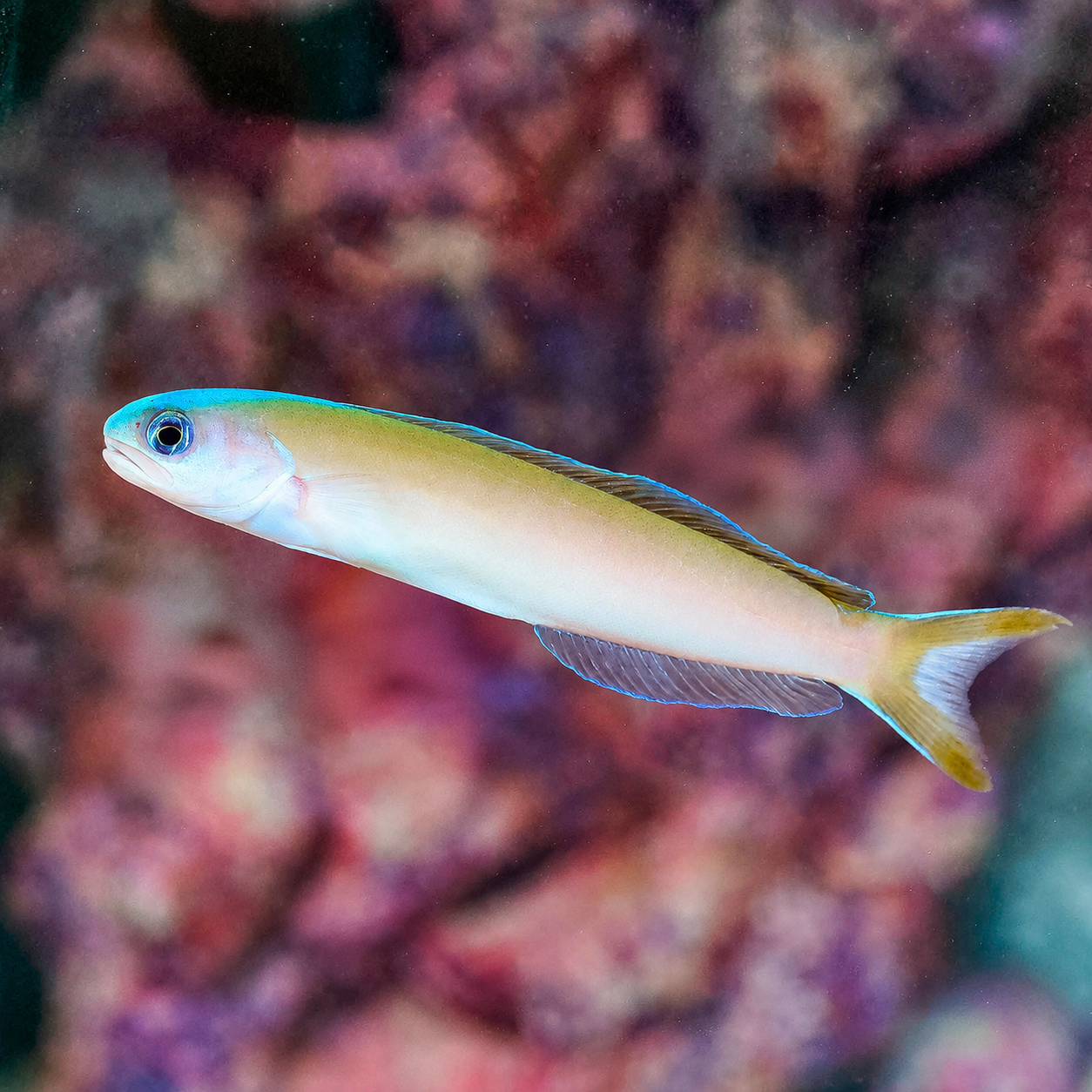 Dusky Tilefish