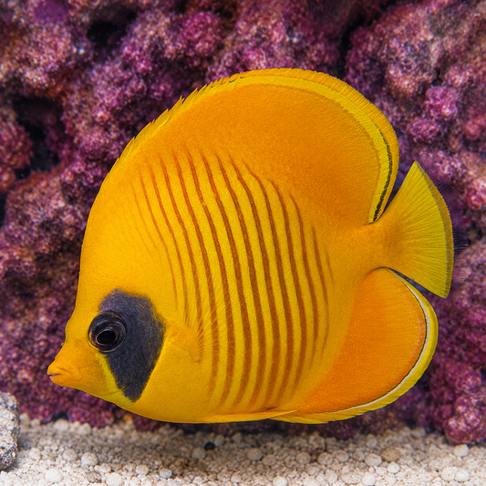 Golden Semilarvatus Butterflyfish 4.75" WYSIWYG