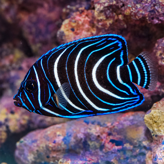 Emperor Angelfish Juvenile 2.75" WYSIWYG