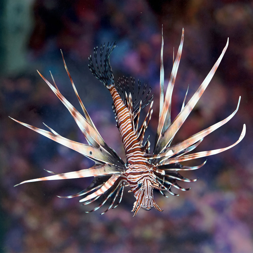 Volitan Lionfish 4.5" WYSIWYG