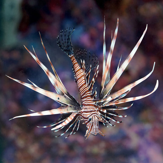 Volitan Lionfish 4.5" WYSIWYG