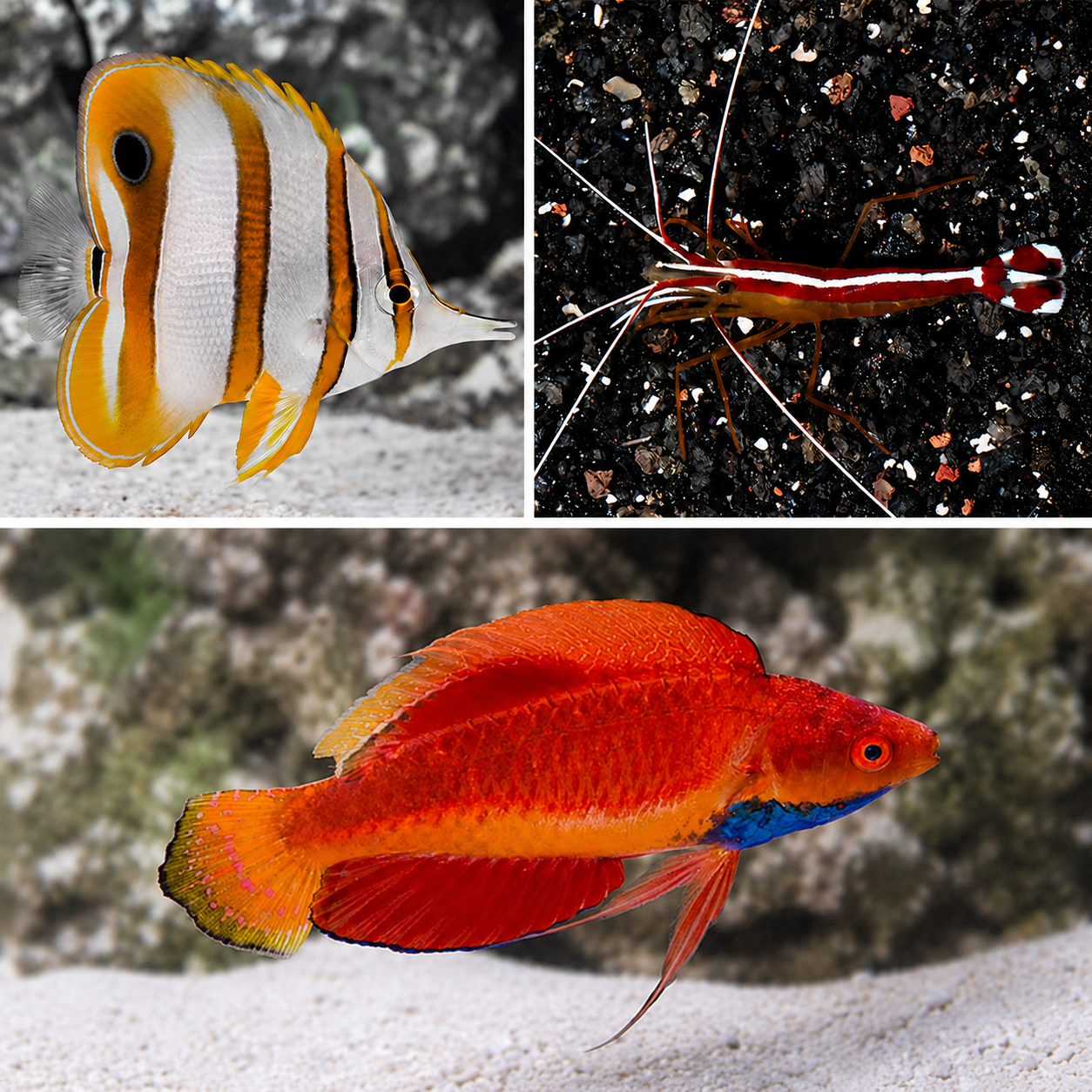 Copperband, Blue Throat Fairy Wrasse & Cleaner Shrimp Pack