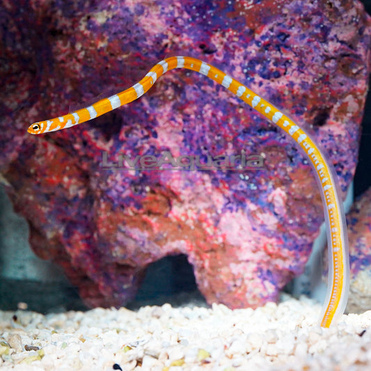 Garden Eel EXPERT ONLY