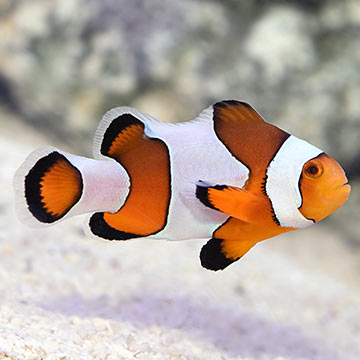 Captive-Bred Wide Bar Mocha Clownfish