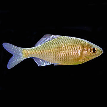 Bitterling - Assorted