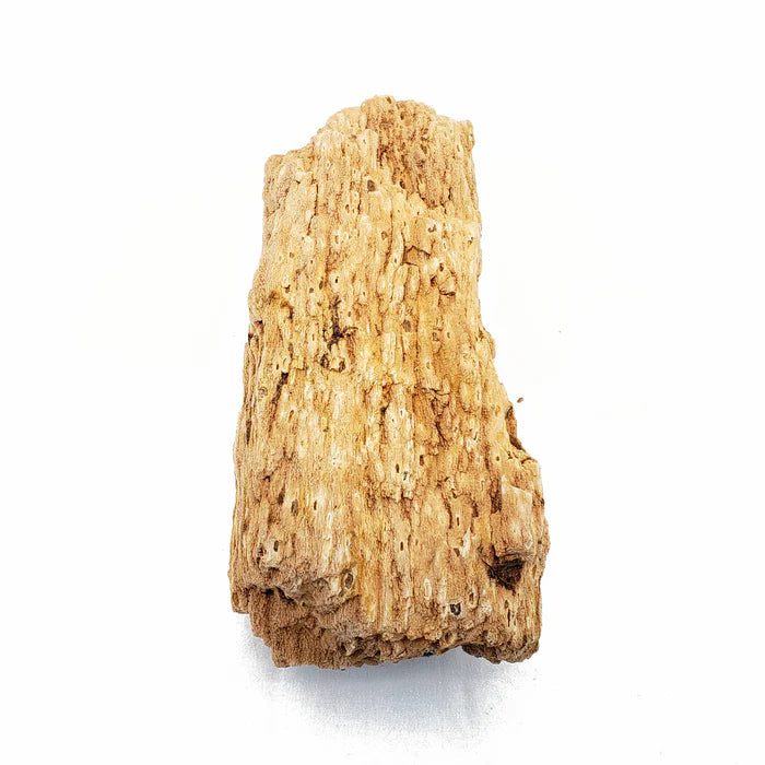 Burma Petrified Stone Kit