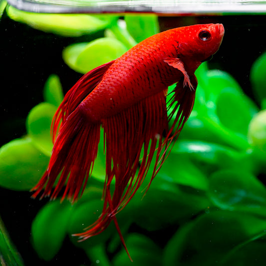 Veil Tail Betta Male - All Red