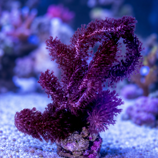 Sea Stalk Briareum