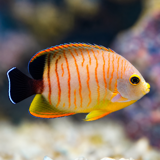 Red Stripe Angelfish 2.75" WYSIWYG