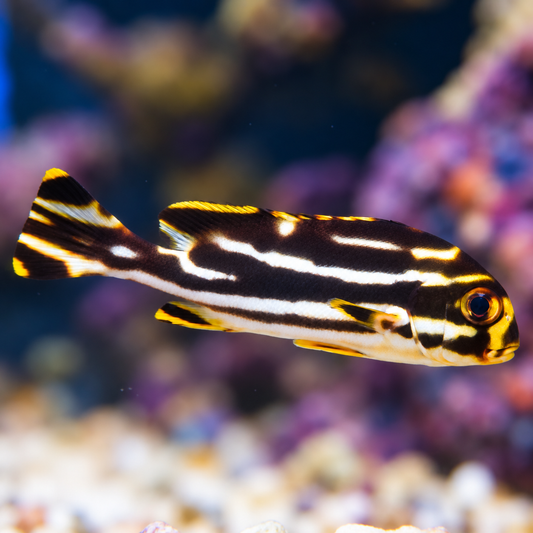 Dogfish Orientalis 6" WYSIWYG