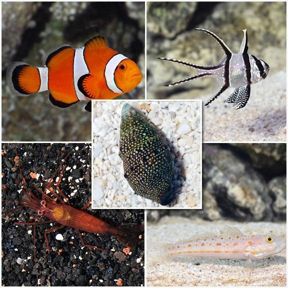 LiveAquaria® VIP Saltwater Life Bundle