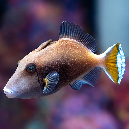 White Tail Triggerfish 3" WYSIWYG