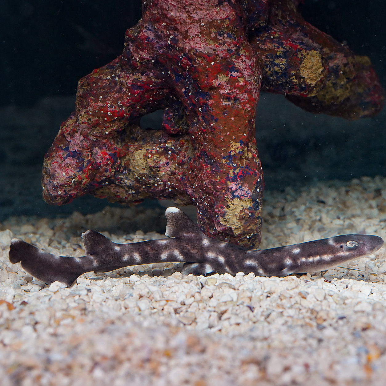 White Spotted Bamboo Cat Shark