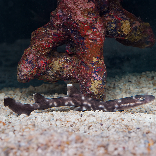 White Spotted Bamboo Cat Shark