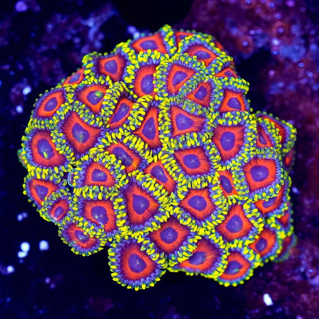 Zoanthids Coral Frag - Almost WYSIWYG
