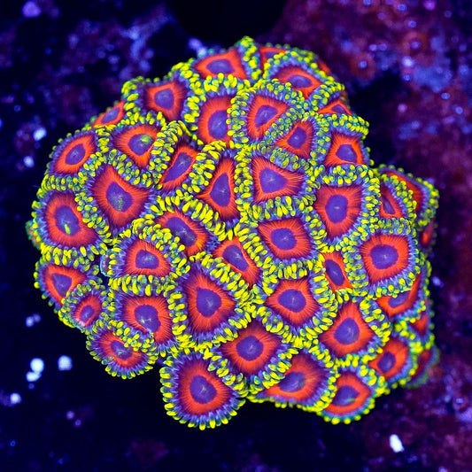 Zoanthids Coral Frag - Almost WYSIWYG