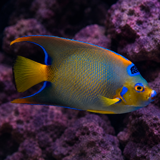 Queen Angelfish 5" WYSIWYG