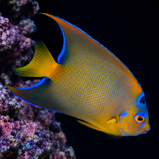 Queen Angelfish 6.5" WYSIWYG