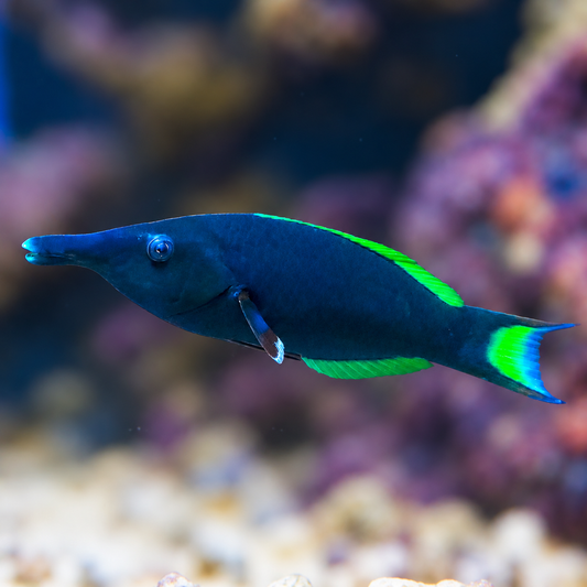 Bird Wrasse Male 7.25" WYSIWYG