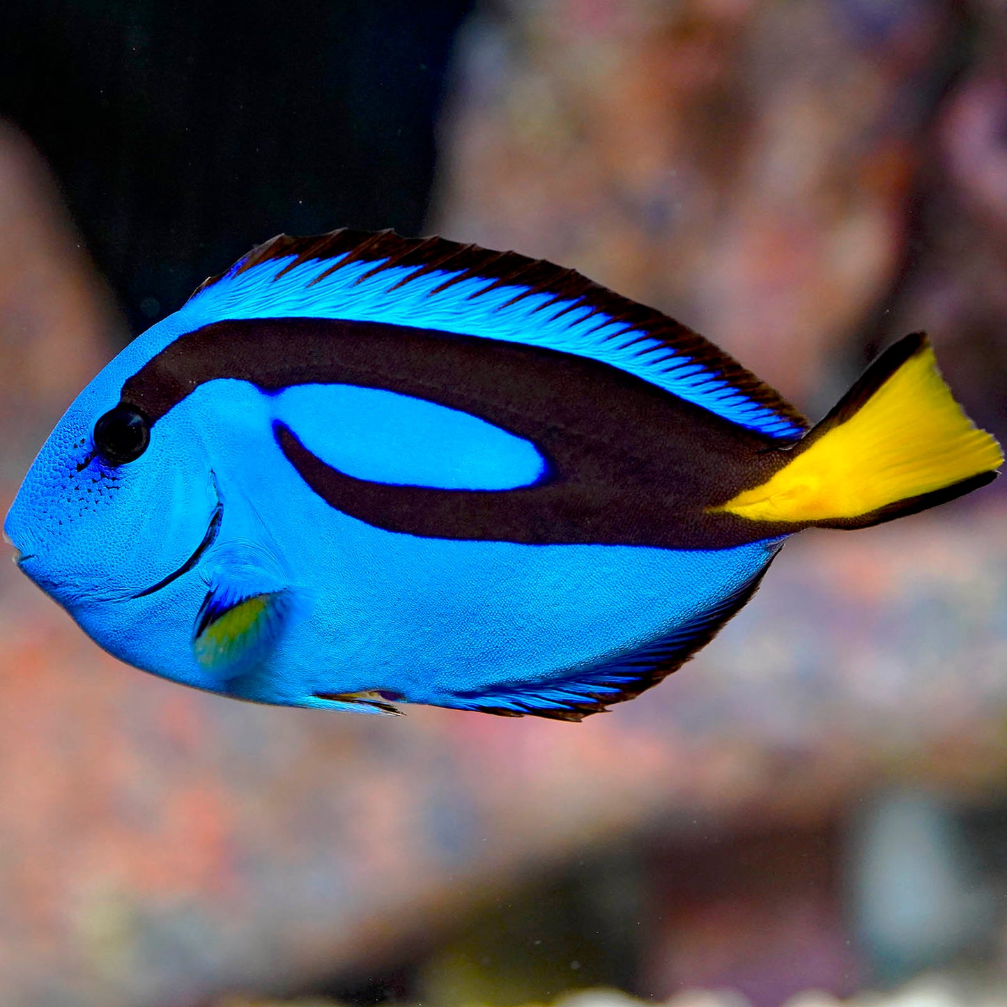 Blue Tang