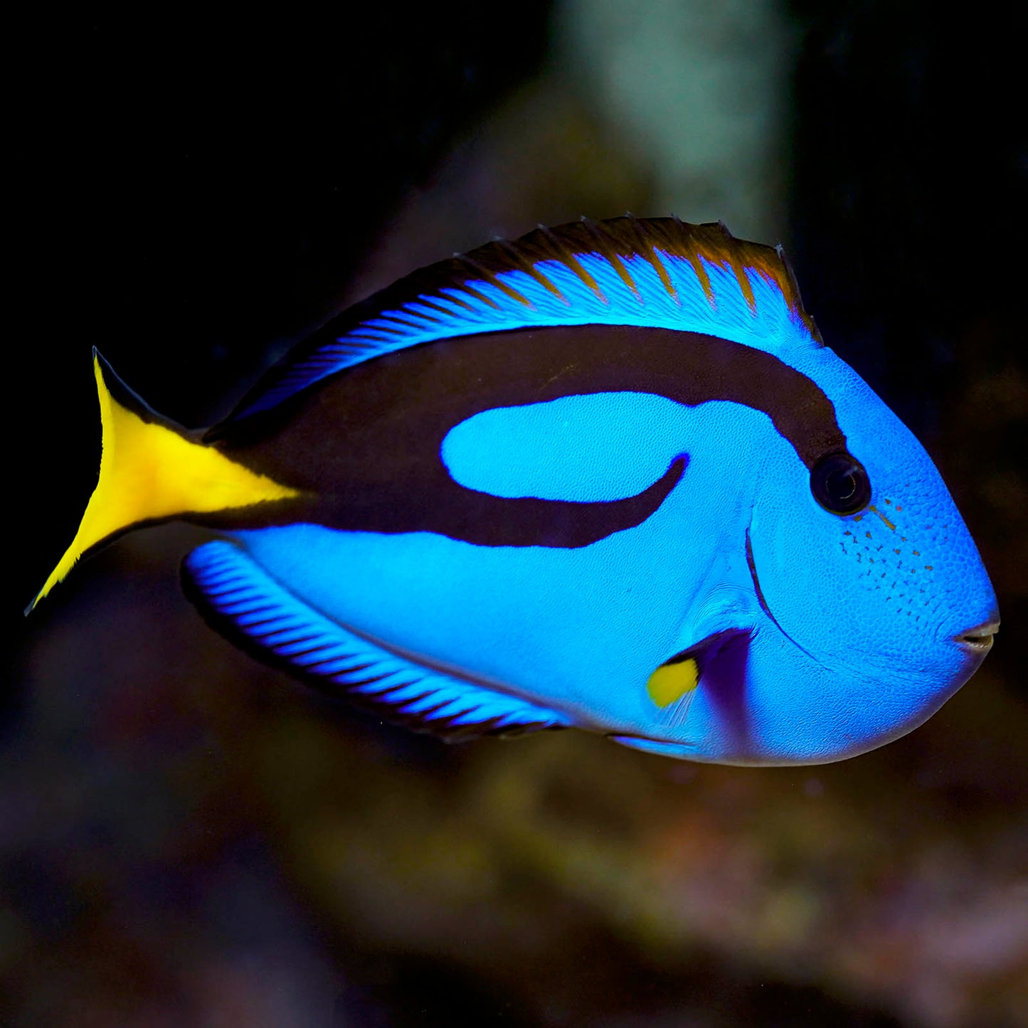 Blue Tang