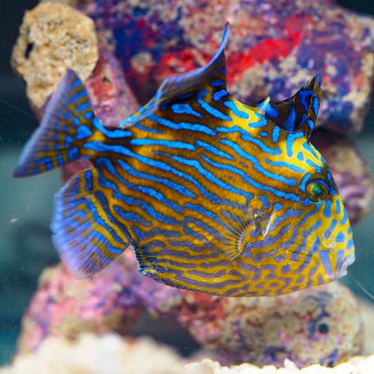 Bluelined Triggerfish 5" WYSIWYG