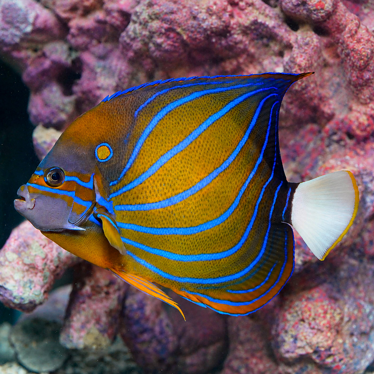 Annularis Angelfish 7.25" WYSIWYG