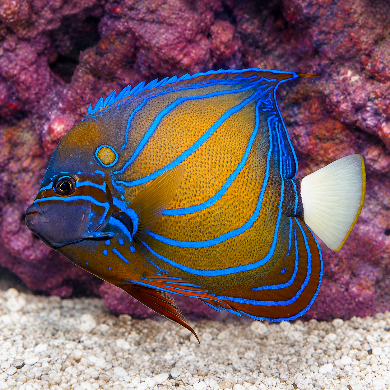 Annularis Angelfish 7" WYSIWYG