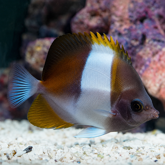 Zoster Butterflyfish 3.25" WYSIWYG