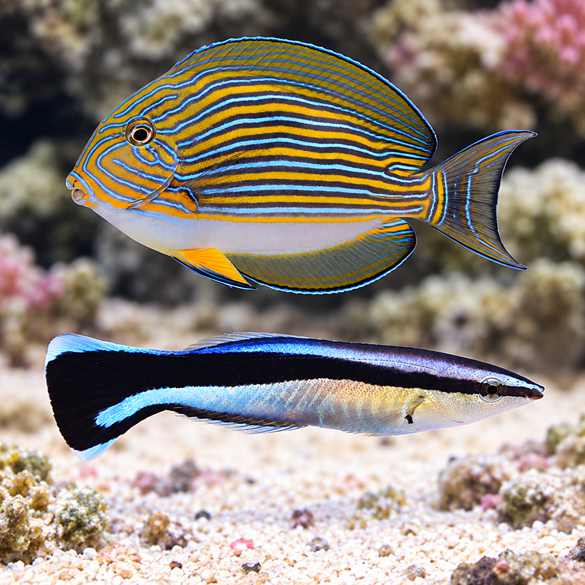 One Clown Tang, Two Cleaner Wrasses