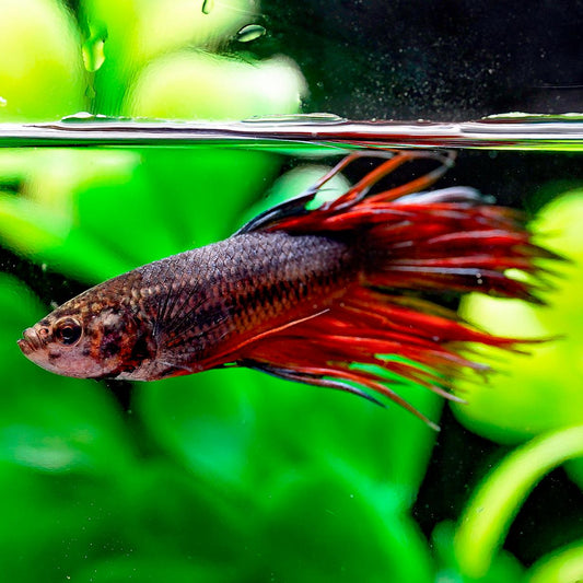 Crowntail Betta, Male