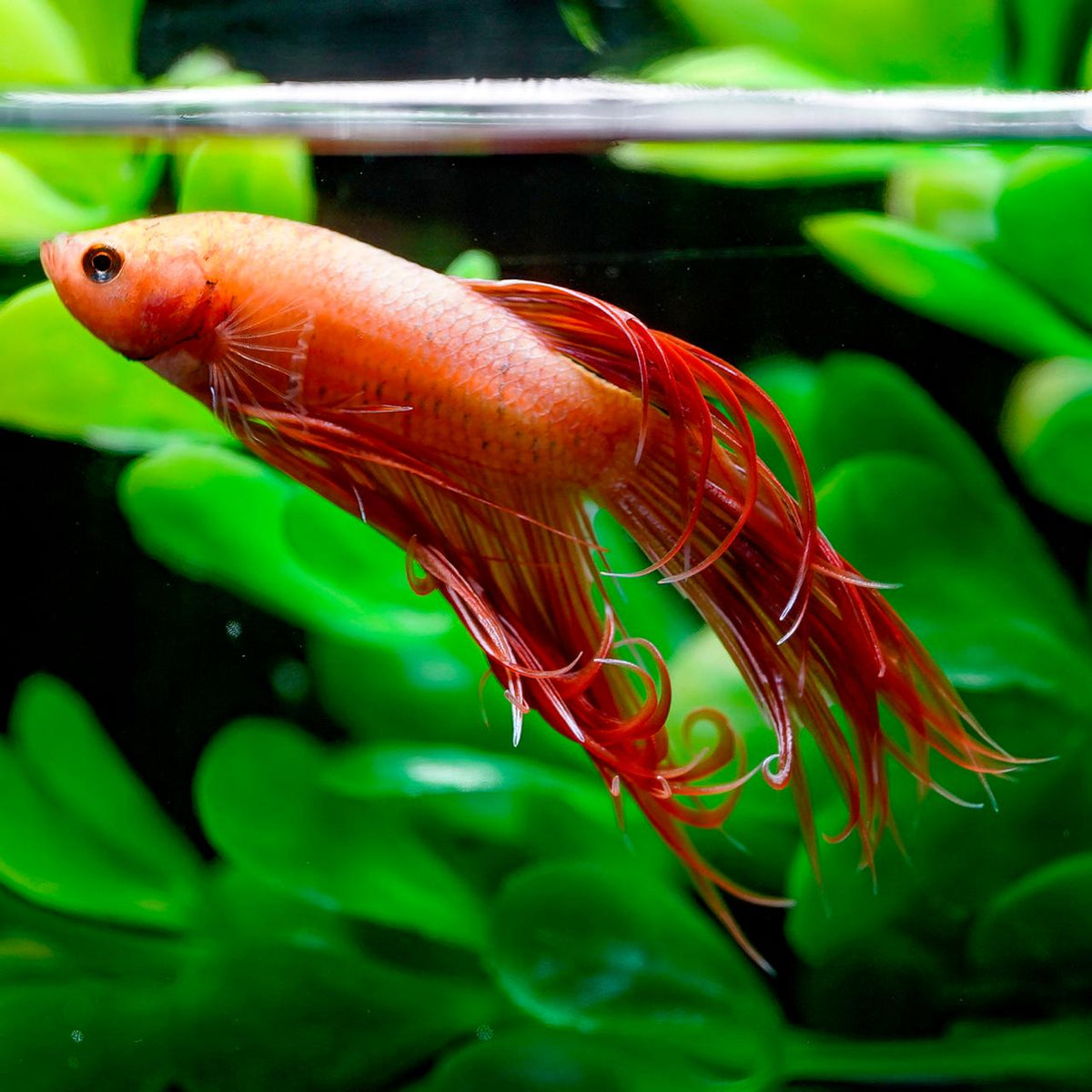 Crowntail Betta, Male