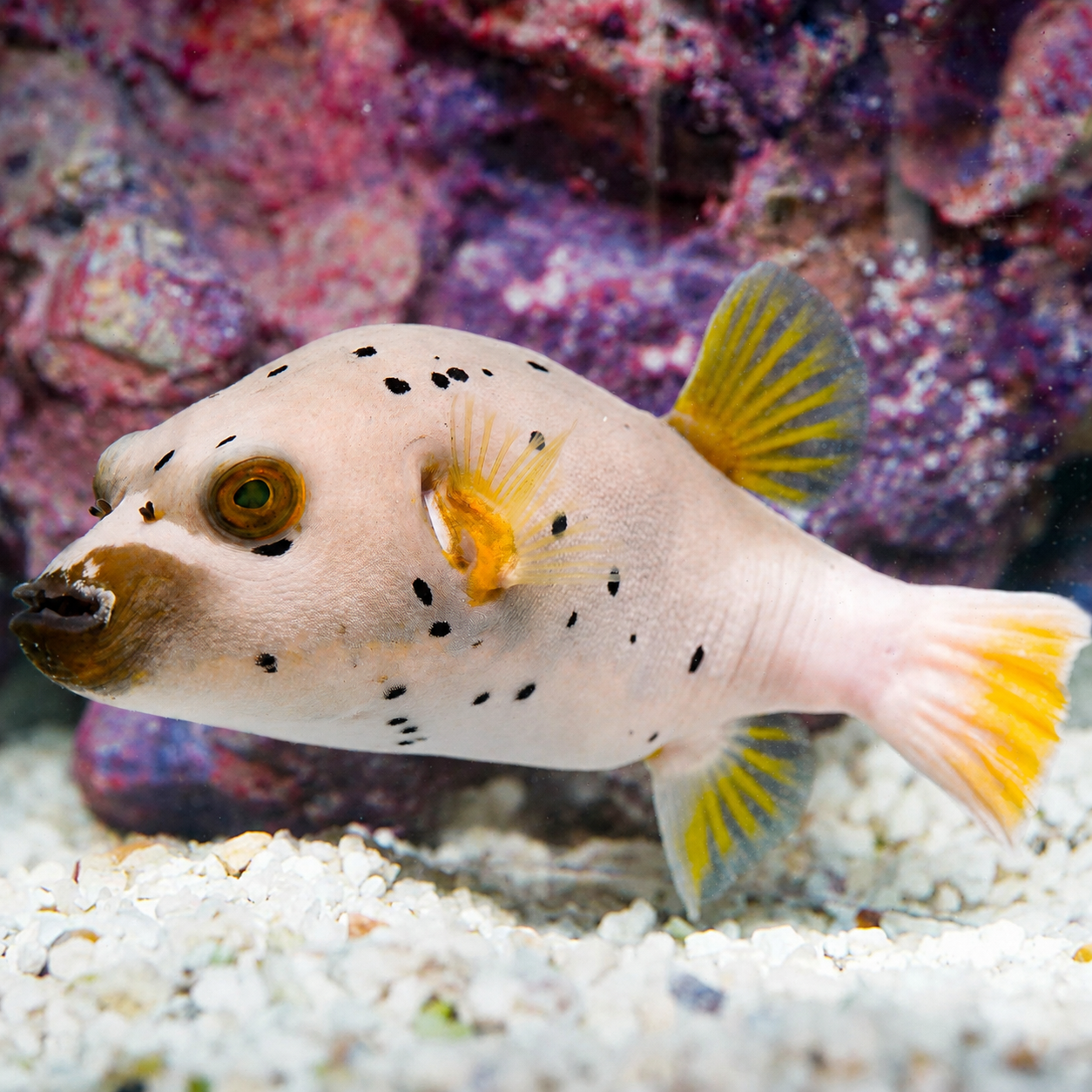Dogface Puffer 5.5" WYSIWYG